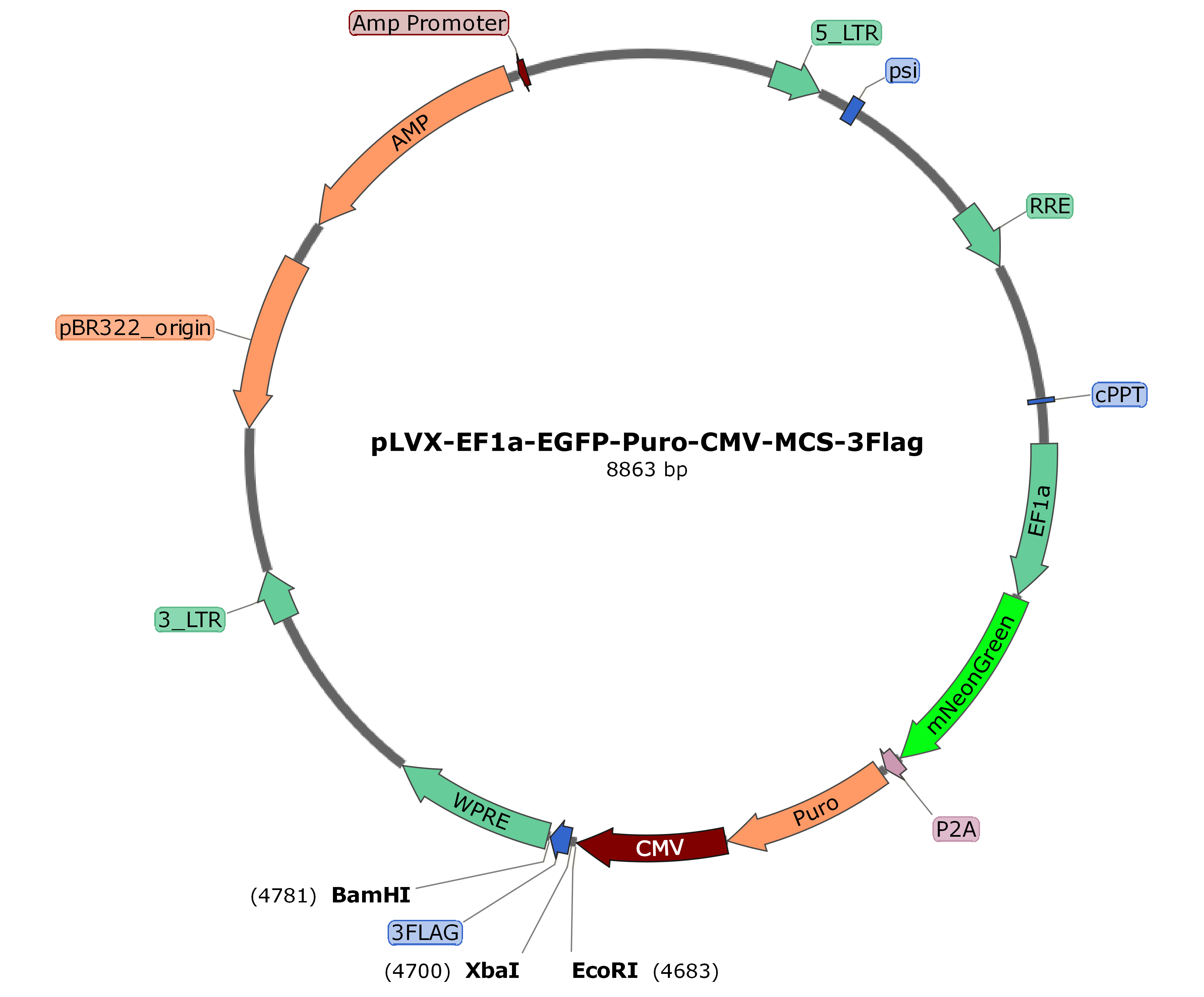 pLVX-EF1a-mNeonGreen-Puro-CMV-MCS-3Flag